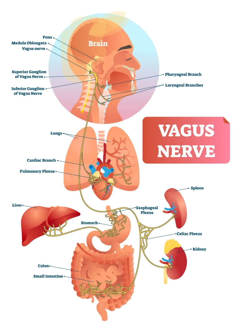 How the Nervous System Shapes Emotions: Polyvagal Theory in Real Life